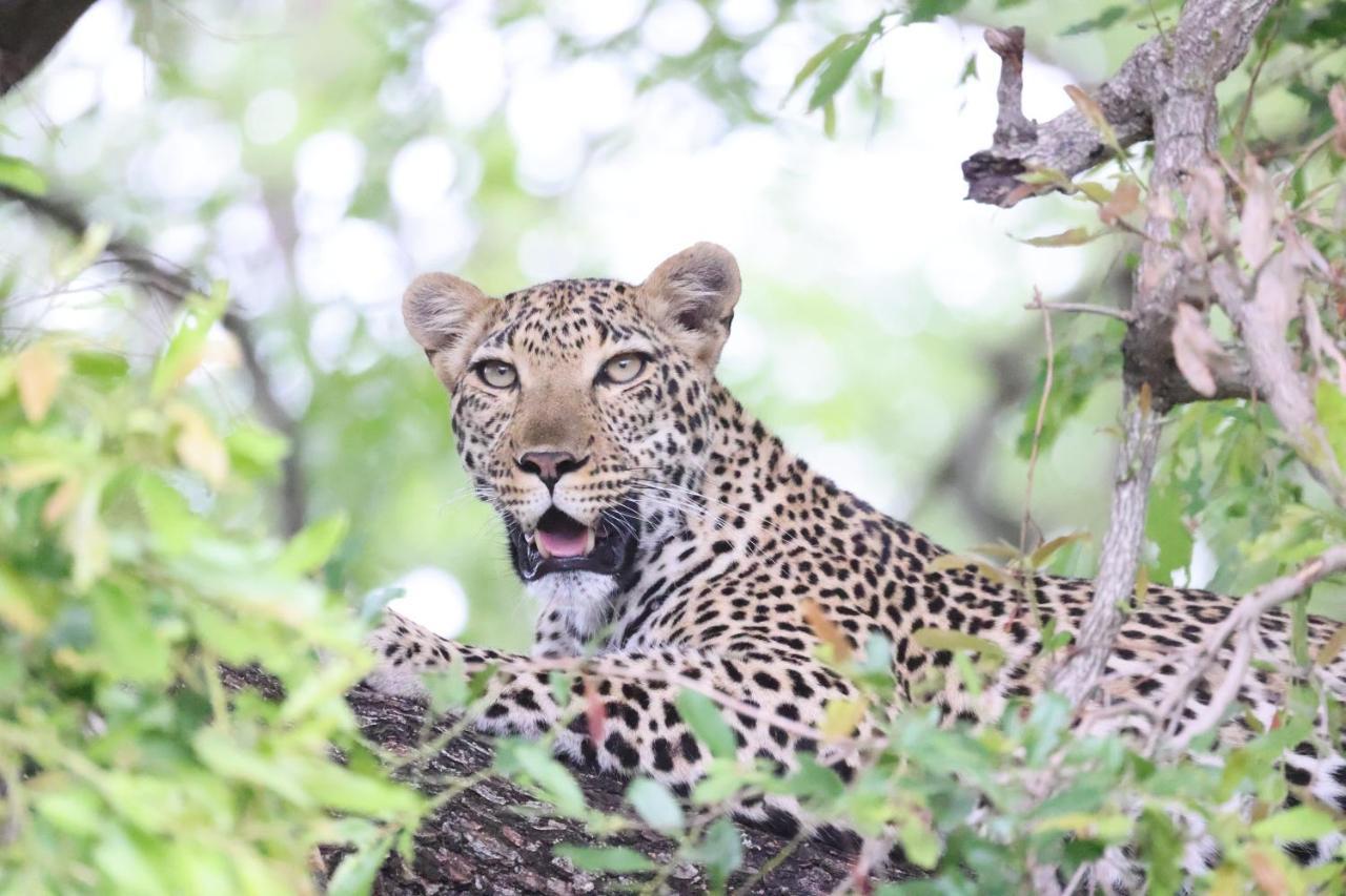 Karongwe Portfolio - Kuname Lodge Karongwe Game Reserve Dış mekan fotoğraf