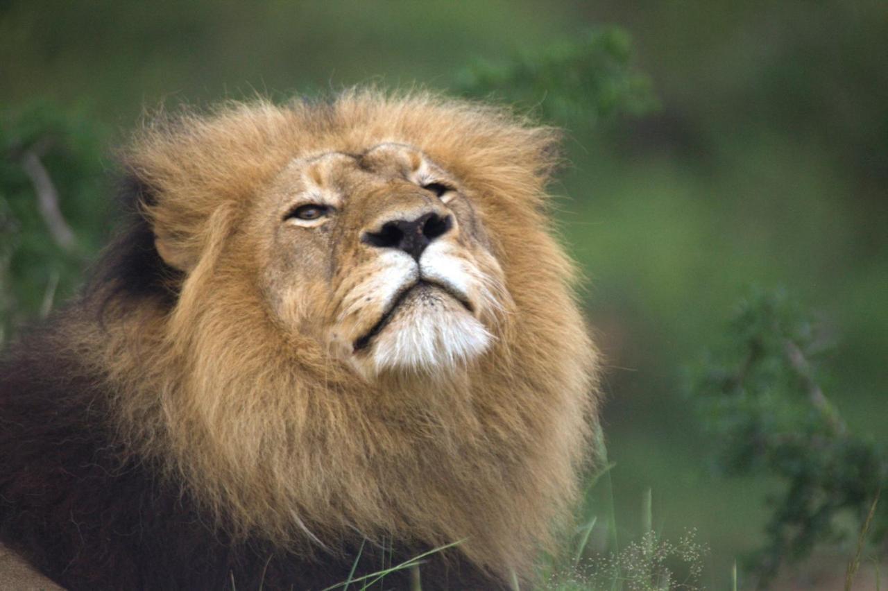 Karongwe Portfolio - Kuname Lodge Karongwe Game Reserve Dış mekan fotoğraf