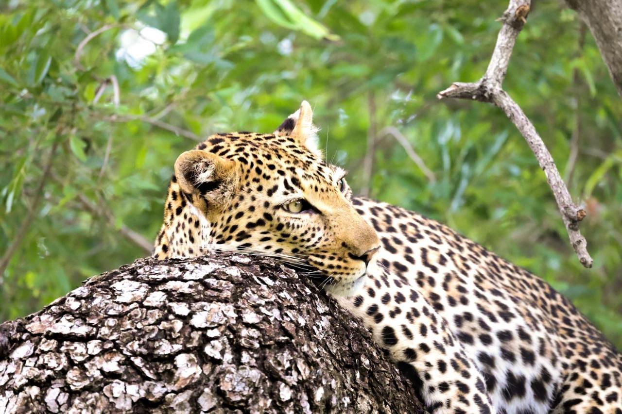 Karongwe Portfolio - Kuname Lodge Karongwe Game Reserve Dış mekan fotoğraf