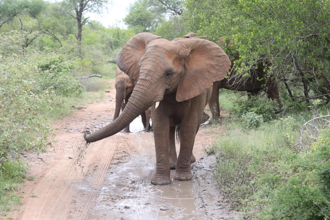 Karongwe Portfolio - Kuname Lodge Karongwe Game Reserve Dış mekan fotoğraf