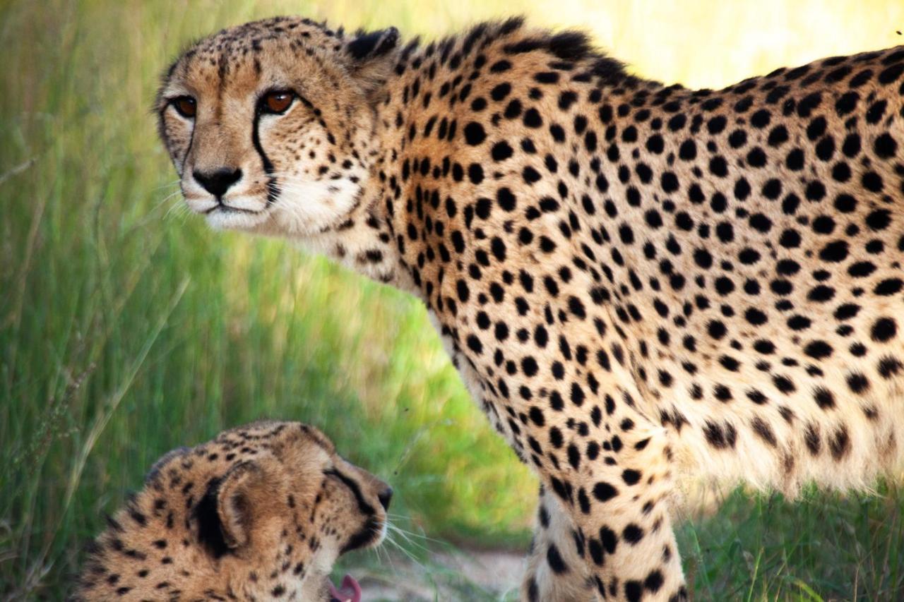 Karongwe Portfolio - Kuname Lodge Karongwe Game Reserve Dış mekan fotoğraf