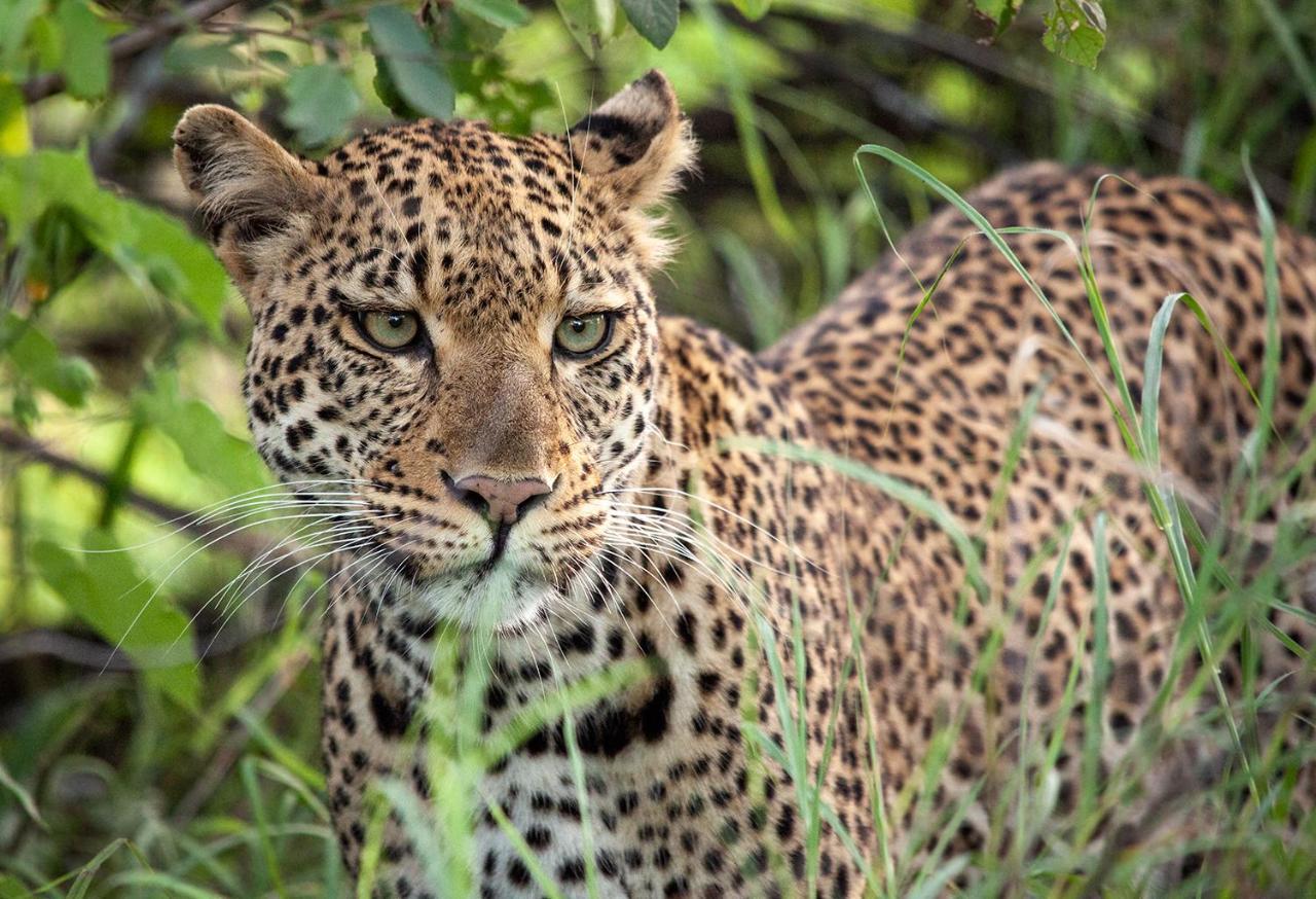 Karongwe Portfolio - Kuname Lodge Karongwe Game Reserve Dış mekan fotoğraf