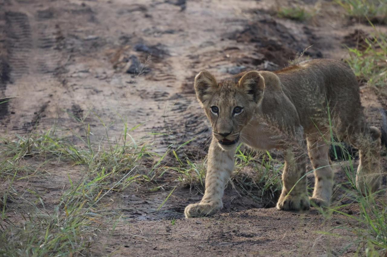 Karongwe Portfolio - Kuname Lodge Karongwe Game Reserve Dış mekan fotoğraf