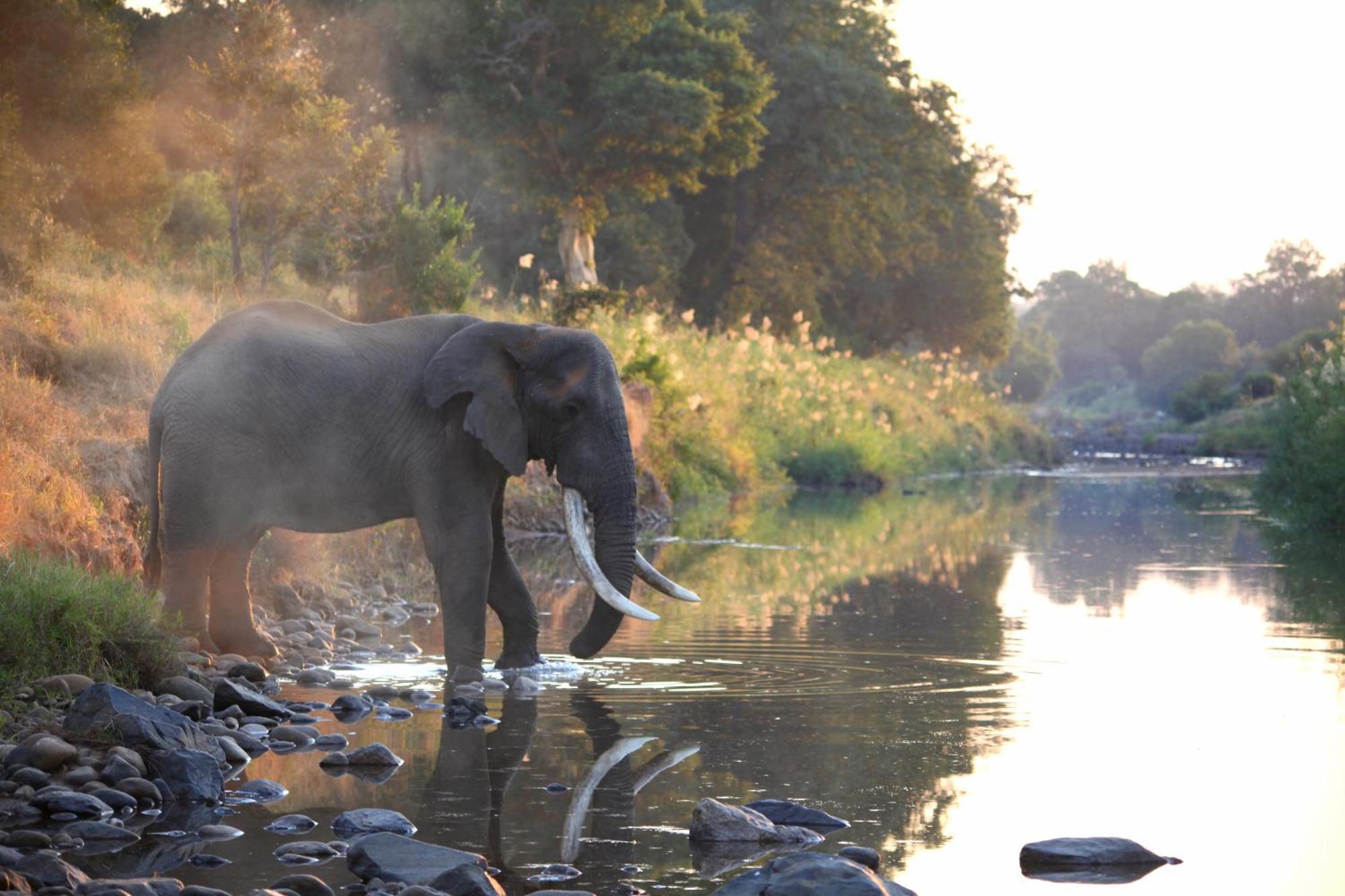 Karongwe Portfolio - Kuname Lodge Karongwe Game Reserve Dış mekan fotoğraf